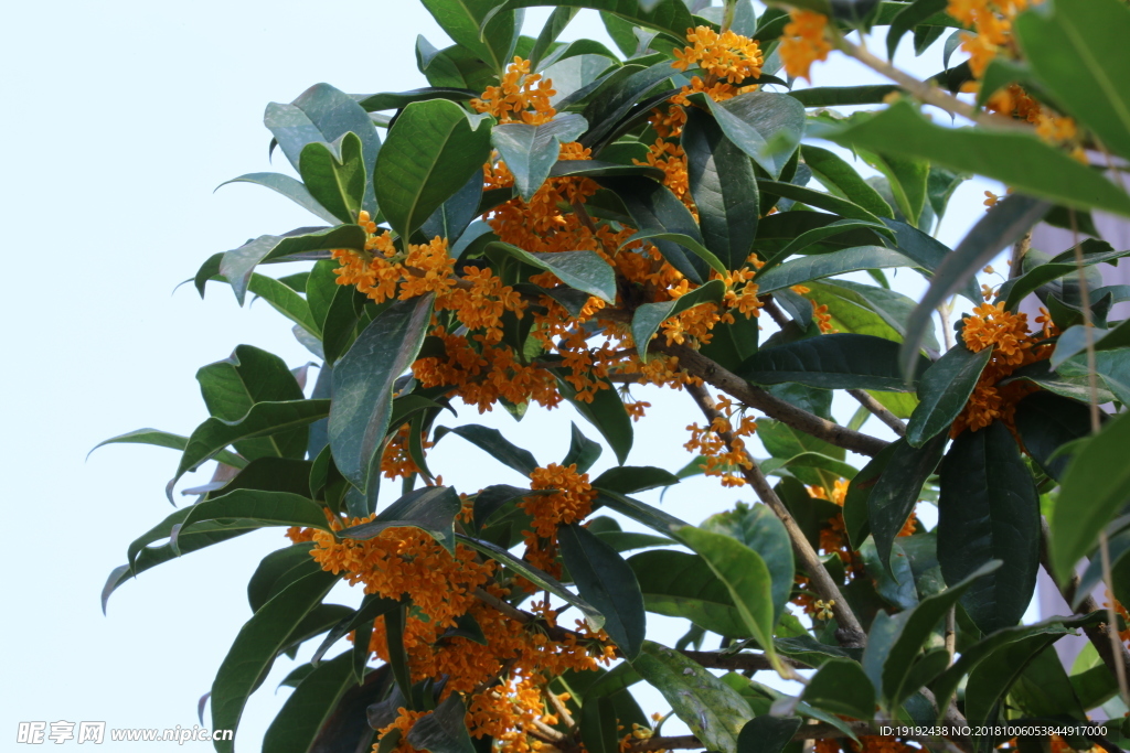 桂花