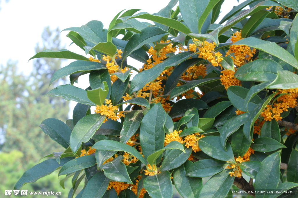桂花