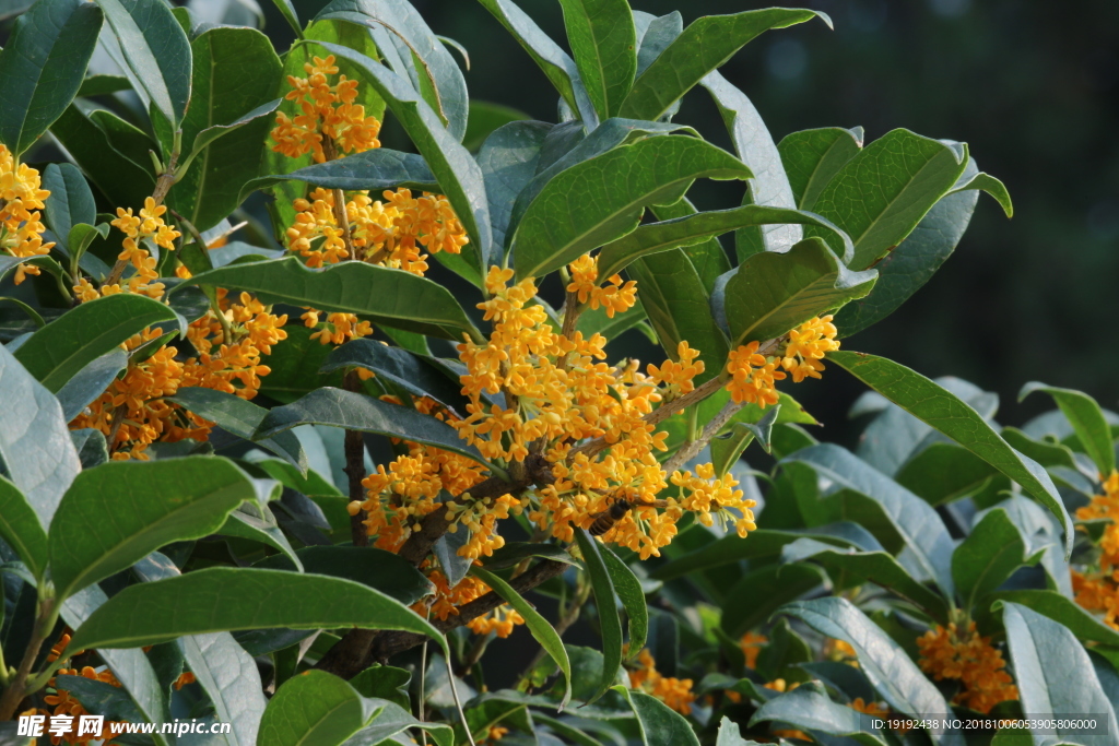 桂花