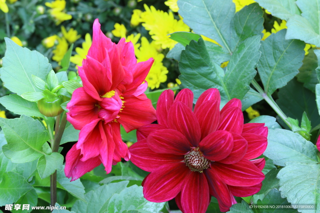 小丽花