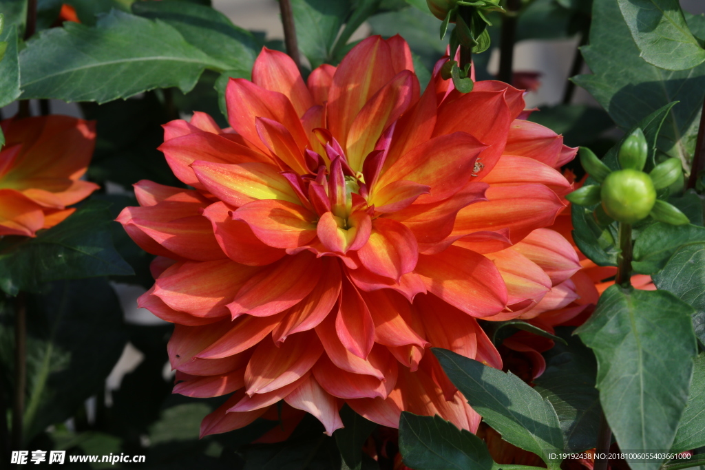 小丽花