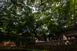 崂山太清宫