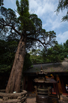 崂山太清宫