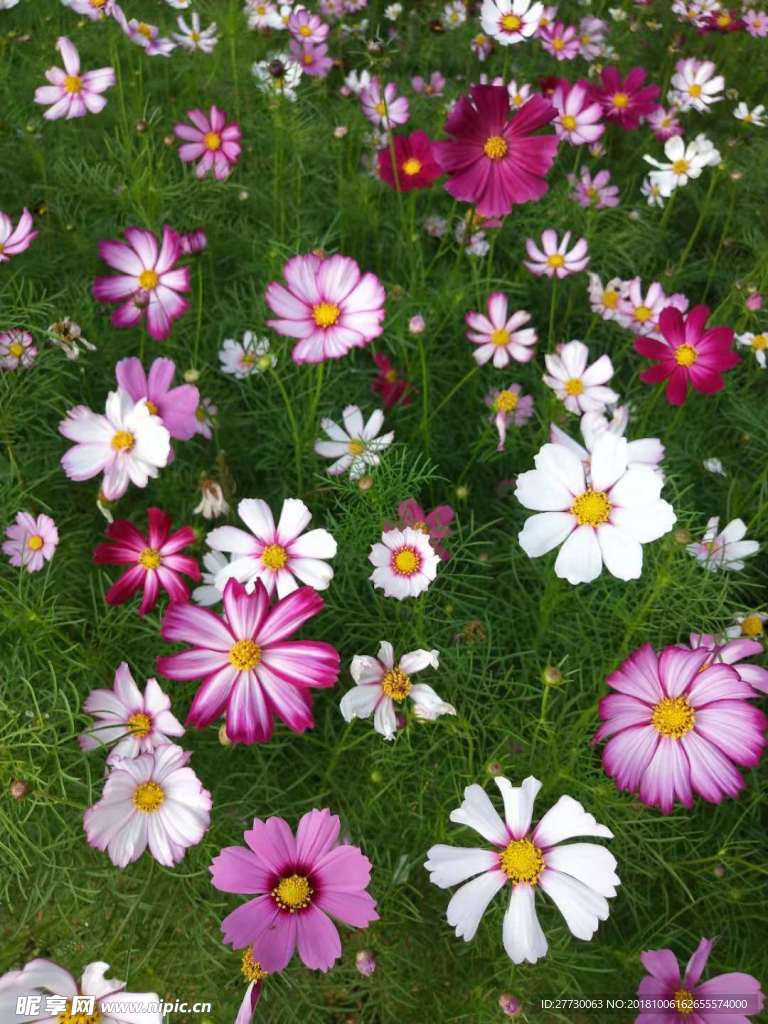 波斯菊花