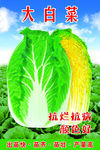 白菜菜种
