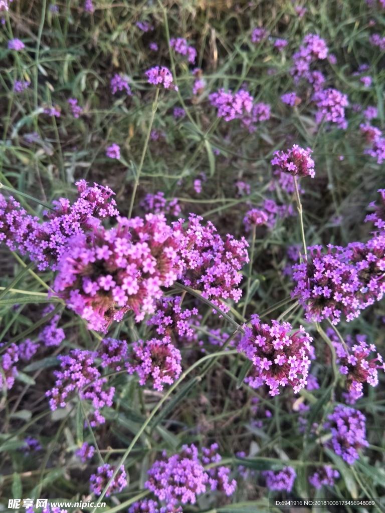 马鞭草