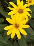 菊芋