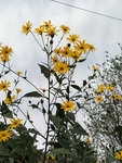 菊芋
