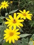 菊芋