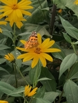 菊芋