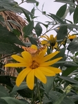 菊芋