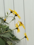 菊芋