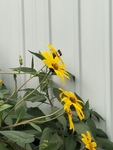 菊芋