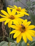 菊芋