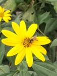 菊芋