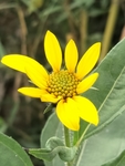菊芋