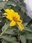 菊芋
