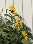 菊芋