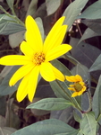 菊芋