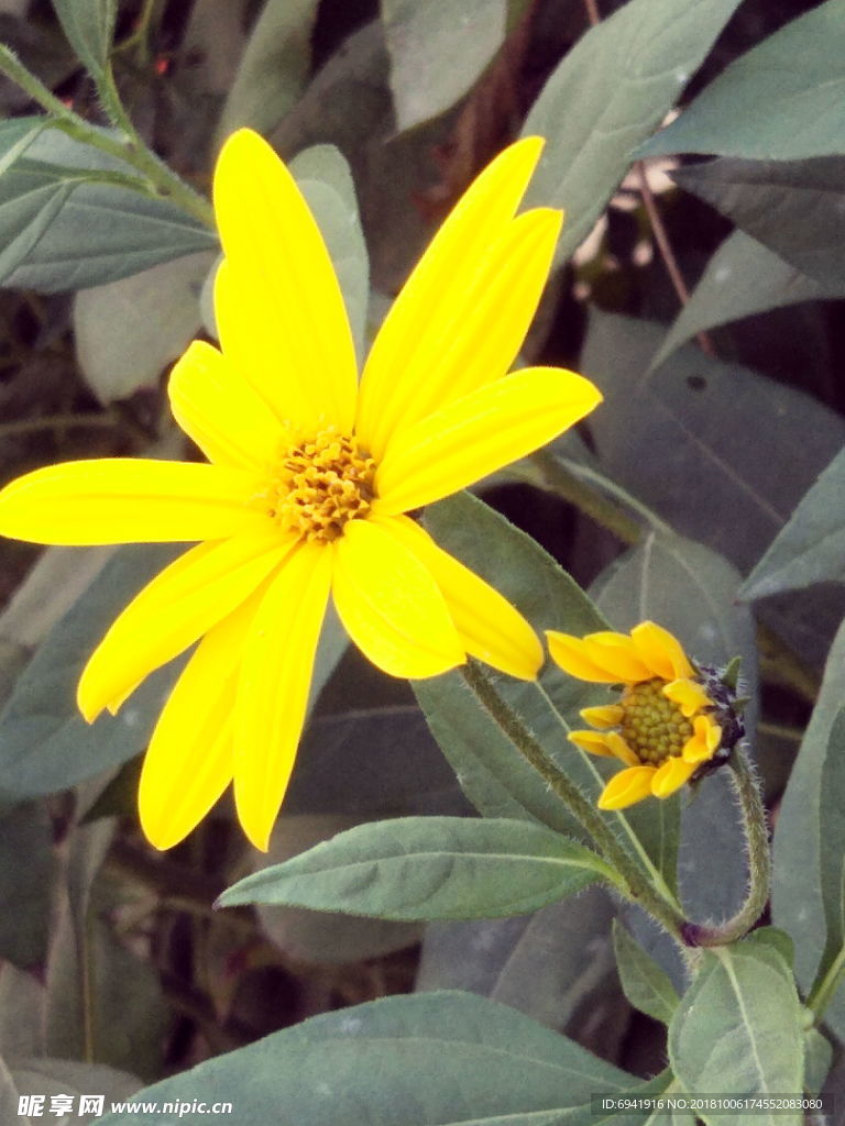 菊芋