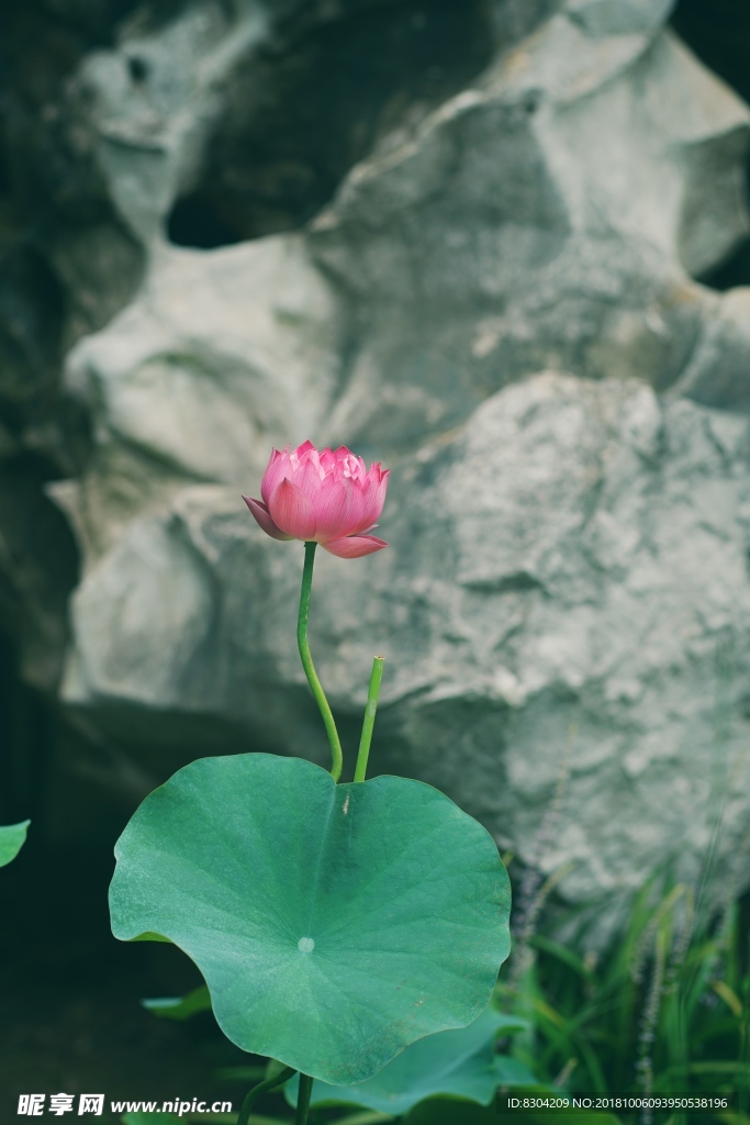 夏日荷花