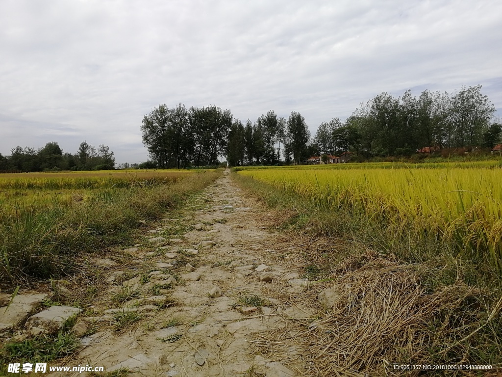 乡间道路 乡村道路 田间土路