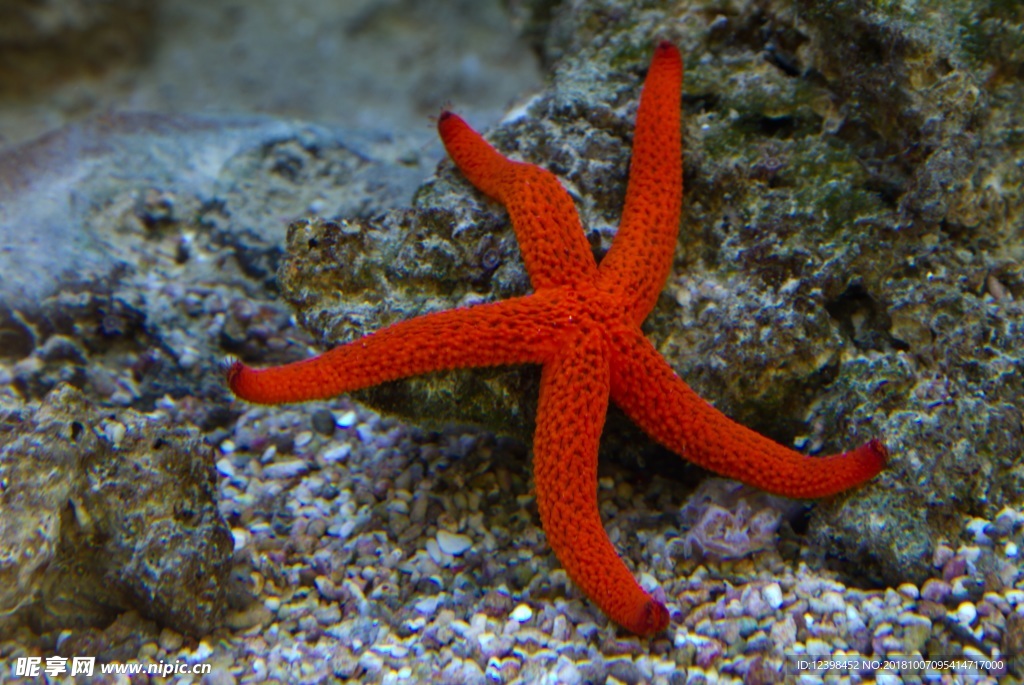海星