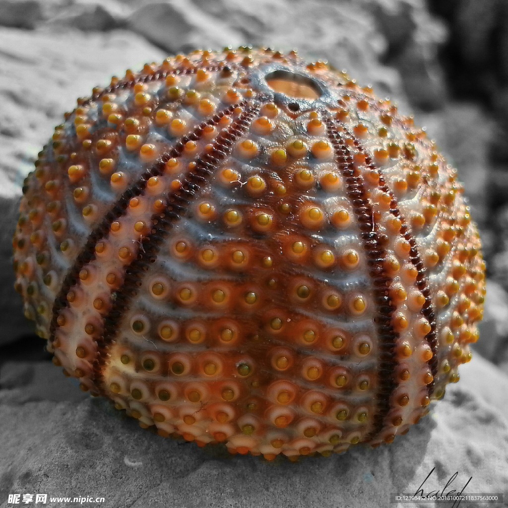 海胆壳