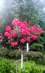 月季花
