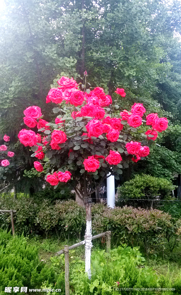 月季花