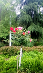 月季花