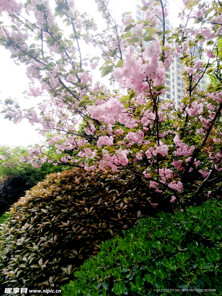 桃花
