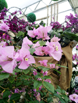 花卉