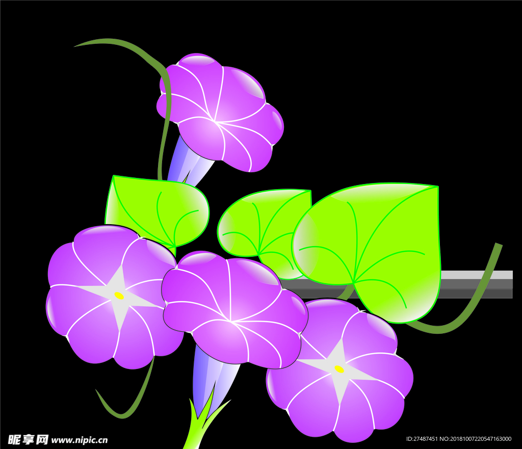 牵牛花
