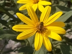 菊芋