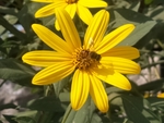 蜜蜂