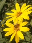 蜜蜂