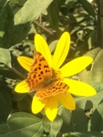 菊芋