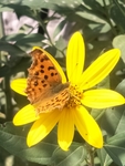 菊芋