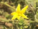 西红柿花
