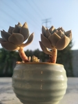 白牡丹