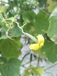 丝瓜花