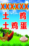 土鸡