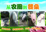 绿色食品