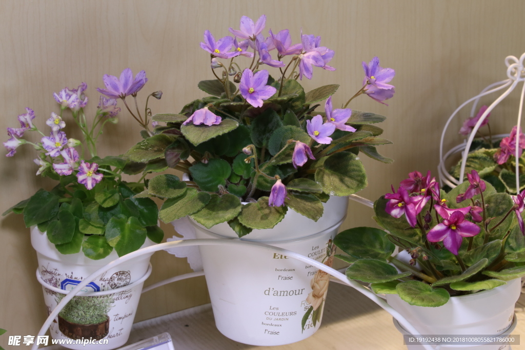 苦苣苔植物