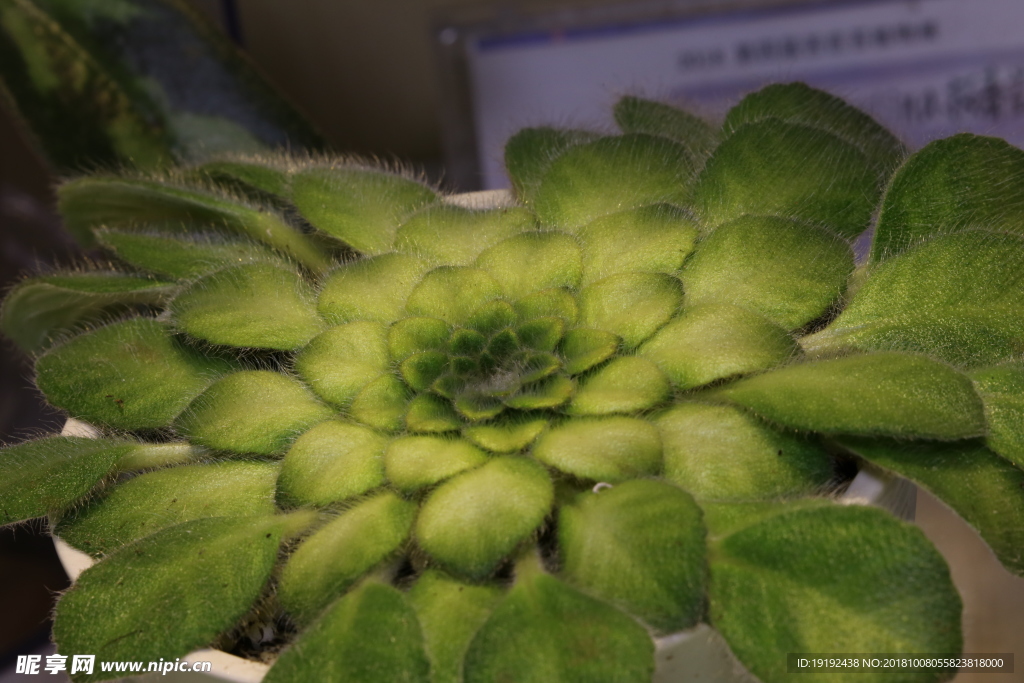 苦苣苔植物