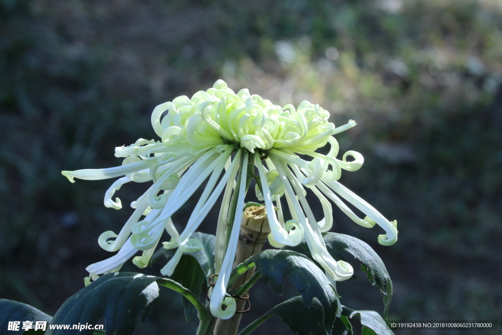 菊花