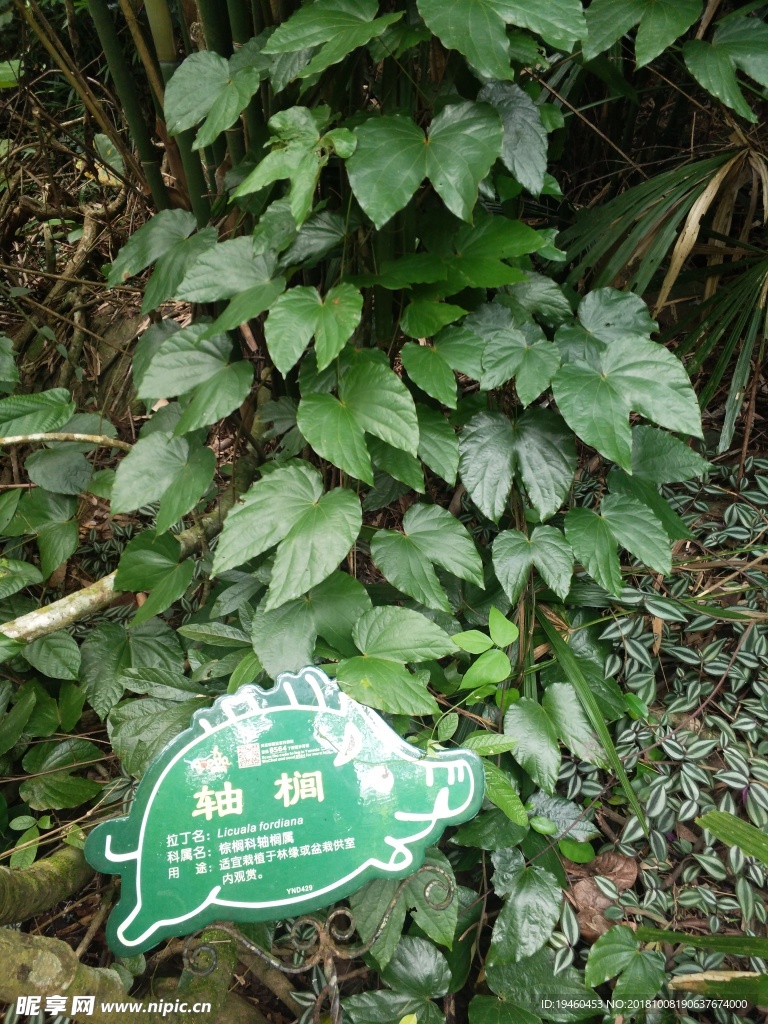 轴榈