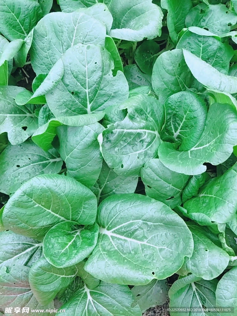 绿色的蔬菜