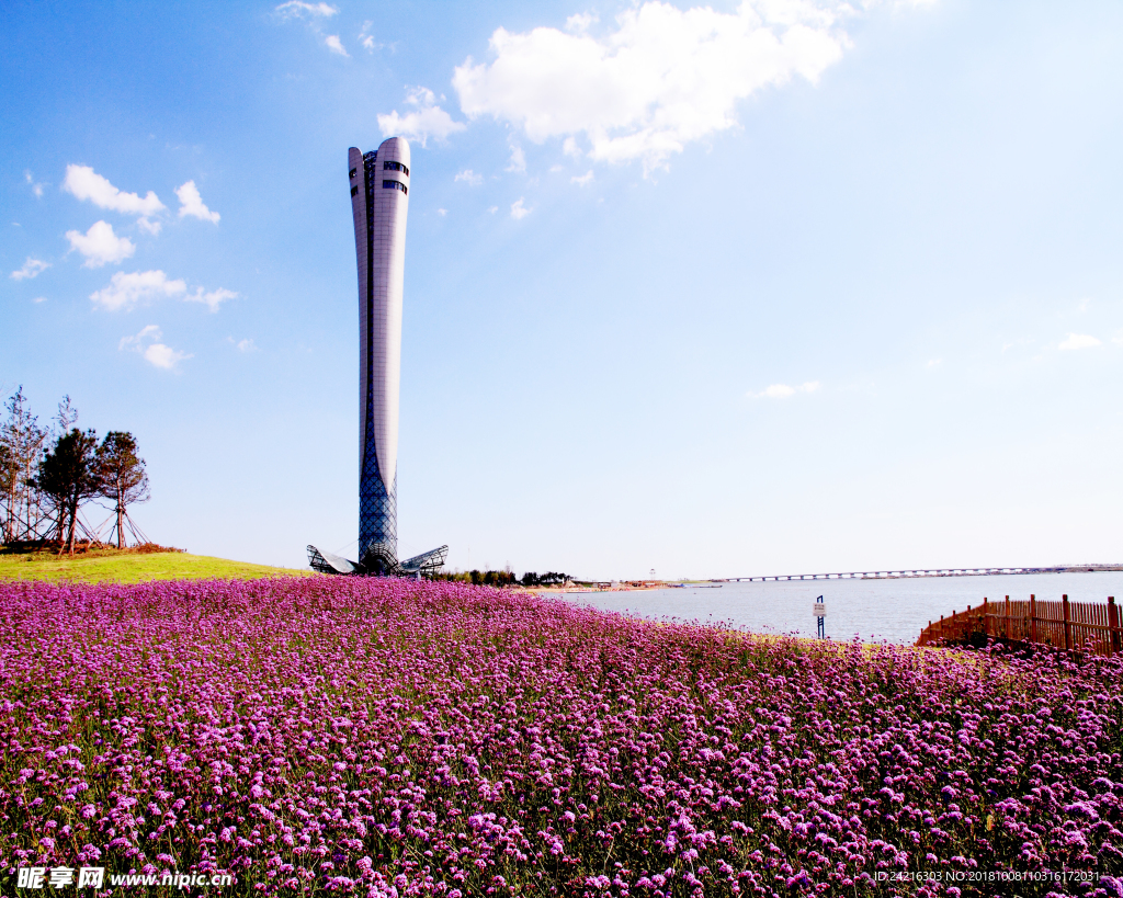 熏衣草 风景 花 海 草